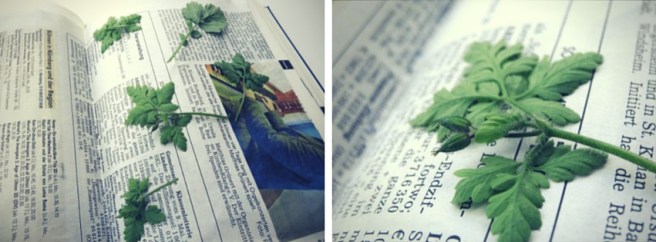 Anleitung: Sandbastelkarten mit getrockneten Blumen