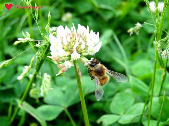 Rezept: Veganes Grillen, geht das denn?