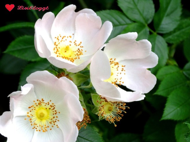 Rezept: Veganes Grillen, geht das denn?