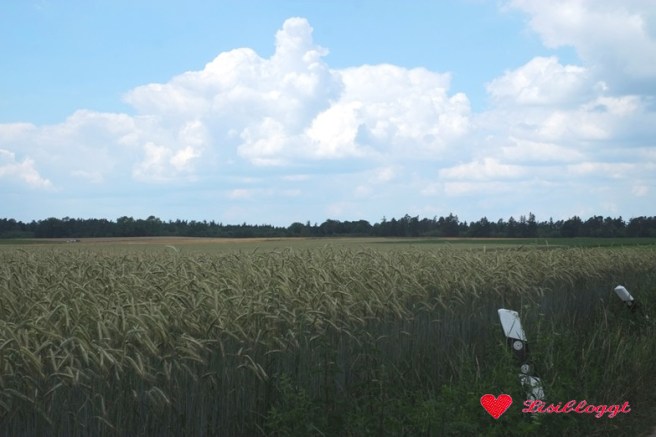 Anleitung: "Kornfeld-Pullover" stricken