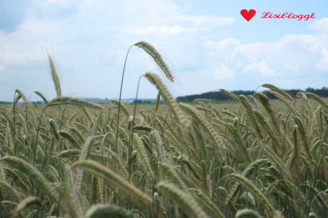 Anleitung: "Kornfeld-Pullover" stricken